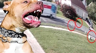 Kamyon kasasından düşen 7 pitbull cinsi köpek çevredeki insanlara saldırdı: 4 yaralı