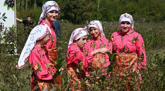 Kastamonu Şenpazar'da aronya hasadı yapıldı, 7 ton rekolte bekleniyor