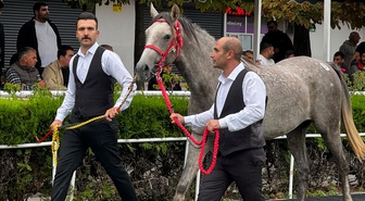 Sultansuyu'nun 12 elit Arap tayı Veliefendi'de 49 milyon 600 bin liraya satıldı