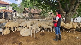 Yozgat Sorgun'da destek projesiyle 95 koyun ve 5 koç yetiştiricilere ulaştırılıyor