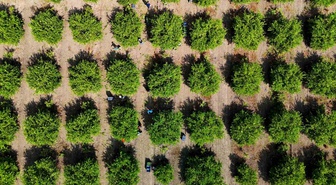 Adana'da limon ihracat izni çıktı, Karadeniz'de gemi trafiği durunca üretici endişeli