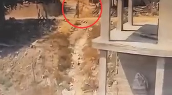 Adana Sarıçam'da köpeğe sopayla şiddet uygulayan kişi hakkında soruşturma başlatıldı
