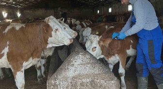 Aydıntepe'de şap aşılama çalışmaları Günbuldu ve Kavlatan dahil 7 köye ulaştı
