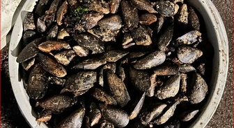 Bolu'da jandarma, Abant gişelerinde 650 kilo bozuk midyeyi imha etti