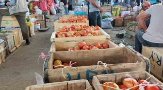 Diyarbakır Çüngüş'te Atalar domatesi hasadı başladı, fiyatı 20-30 lira