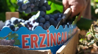 Erzincan'da Cimin Üzümü hasadı hızlandı, fiyat 75 liraya kadar düştü