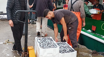 Karamürsel balıkçıları Marmara'dan yüzlerce kasa hamsiyle döndü