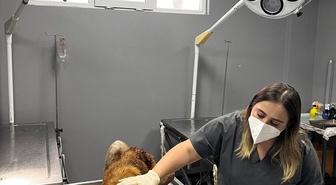 Ordu Aybastı'da sahipsiz köpeğin çenesine batan demir parçası çıkarıldı