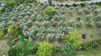 Samsun Alaçam'da kız kardeşler babalarının 90 zeytin ağacını üretime kazandırdı
