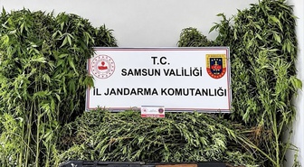 Samsun Salıpazarı'nda 2 şüpheli gözaltına alındı, 756 kök Hint keneviri ele geçirildi