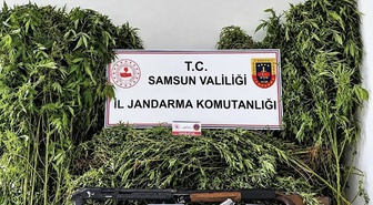 Samsun Salıpazarı'nda 756 kök kenevir ele geçirildi, 2 şüpheli gözaltına alındı
