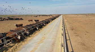 TİGEM Iğdır'da 840 yetiştiriciye 12 bin 680 büyükbaş hayvan kazandırdı