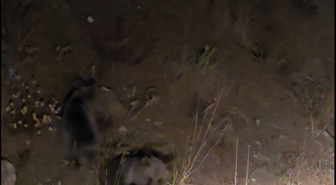 Tunceli Pülümür'de bir vatandaş, anne ayı ve 3 yavrusunu görüntüledi