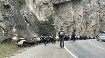 Artvin'de besiciler 700 küçükbaş hayvanla alçak rakımlı meralara göç etmeye başladı