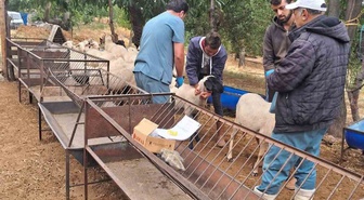 Aydın Köşk'te koyun ve keçilere küpeleme ile çiçek ve veba aşısı yapılıyor