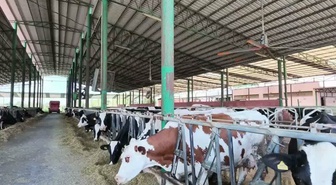 Aydınlı çiftçi Başkaya, 1 litre süt parasıyla 1,5 kilogram yem alınmasını istedi