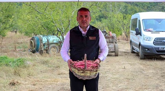 Bilecik'te 3 bin 700 dekarda barbunya hasadı başladı, 4 bin 500 ton hasat bekleniyor
