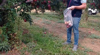 Denizli Çivril'de elma bahçelerinde hasat öncesi pestisit kalıntısı kontrol ediliyor