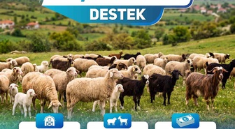Denizli'de 1100 işletmeye kuzu ve oğlak desteği için 25 milyon 716 bin 570 TL ödendi