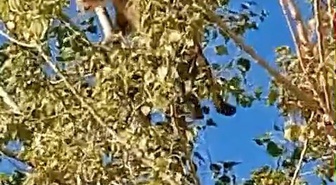 Elazığ Kovancılar'da IUCN kırmızı listesindeki 4 vaşaktan biri görüntülendi