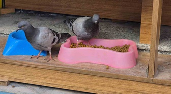 Eskişehir'de soğukta acıkan güvercinler petshop önündeki kuru kedi mamalarını yedi
