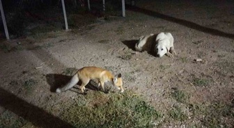 Eskişehir Sivrihisar'da bahçeye gelen tilkiyi ev sahipleri besledi