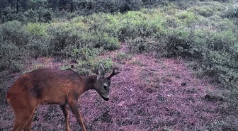 Tekirdağ'da Ganos Dağı'na kurulan fotokapan karacaları görüntüledi