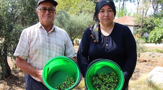 Antalya'da zeytinde yüzde 30 rekolte artışıyla yaklaşık 70 bin ton hasat bekleniyor