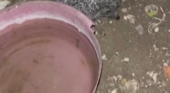 Bayburt'ta tavuklar için bırakılan suya bu kez kirpi, ardından tilki de geldi
