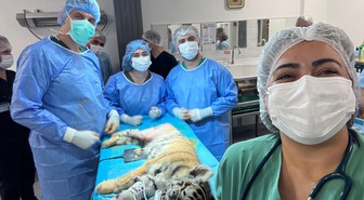 Bursa'da femur kırığı olan 3 aylık Amur kaplanı ameliyatla sağlığına kavuştu