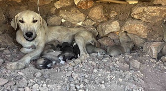 Diyarbakır Sur'da taşlar arasına sıkışan iki yavru köpek kurtarıldı