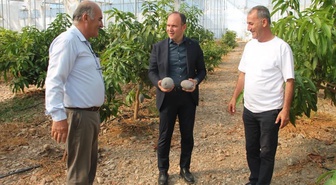 Erzin Kaymakamı Akpınar, avokado ve mango üretilen serayı ziyaret etti