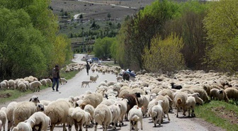 Erzincan'da göçerler, Munzur yaylalarındaki 5 aylık sezonu tamamlayıp dönüşe geçti