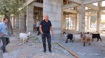 Kahramanmaraş'ta inşaatta bulunan 9 keçi için esnaf sahibini arıyor