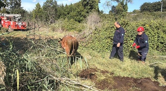 Kocaeli Gebze'de çobandan kaçan 2 büyükbaş bataklıkta mahsur kaldı, itfaiye kurtardı