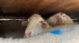 Sakarya'da kaçak midye ve 156 küçükbaş için 229 bin 866 TL ceza kesildi