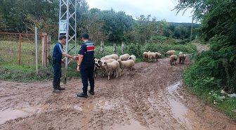 Samsun Bafra'da kaybolan 17 küçükbaş hayvan jandarmanın dronlu aramasıyla bulundu