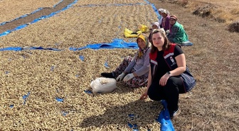 Edirne Meriç'te 3 köyde 1.400 dekarda yer fıstığı hasadı başladı