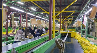 Hatay'da yurt dışına gönderilen Mayer limonlarında pestisit için numune alma sürüyor