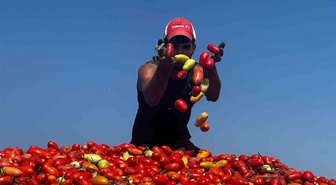 Karacabey'de çeltik suyuna karışan ilaç domateste 7 tona varan verim kaybı yarattı
