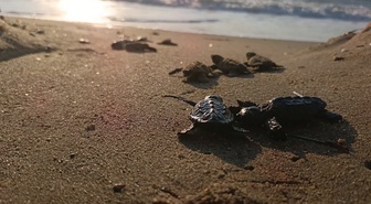 Kuşadası'nda sel suları altında kalan caretta yuvasından 67 yavru denize ulaştı