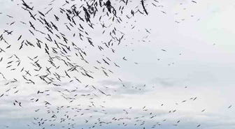 Balıkesir Paşalimanı açıklarında yüzlerce kuşun senkronize uçuşu dronla görüntülendi