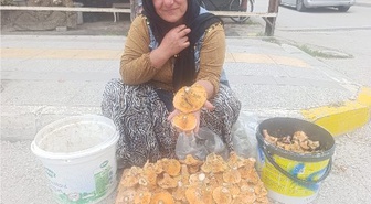 Çorum Osmancık'ta kalınca mantarının kilosu 200-250 TL arasında satılıyor