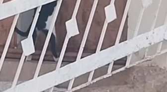 Elazığ'ın Çağlar köyünde kedi, kapı koluna asılan ipi çekip kapıyı açtı, içeri girdi