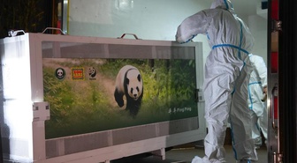 Pingping ve Fushuang adlı dev pandalar Chengdu'dan ABD'ye uçakla yola çıktı