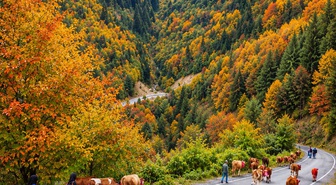 Trabzon Şalpazarı'nda yaylacılar, Gatağacı Yaylası'ndan köylerine dönüşe geçtiler