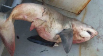 Saros'ta ağları toplayan balıkçılar orkinos sandı! Tekneden 65 kiloluk köpek balığı çıktı