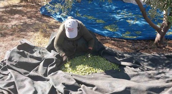 Mersin Mut'ta zeytin hasadında rekolte yüksek, fiyatlar 10-60 TL arası değişiyor