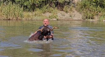 Muş Hasköy'de besici Erkan Türe, koyunlarını Karasu Nehri'nde kışa hazırlıyor