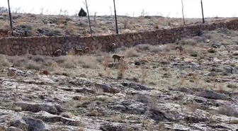 Sivas Divriği'deki cam seyir terası çevresinde dağ keçileri görüntülendi